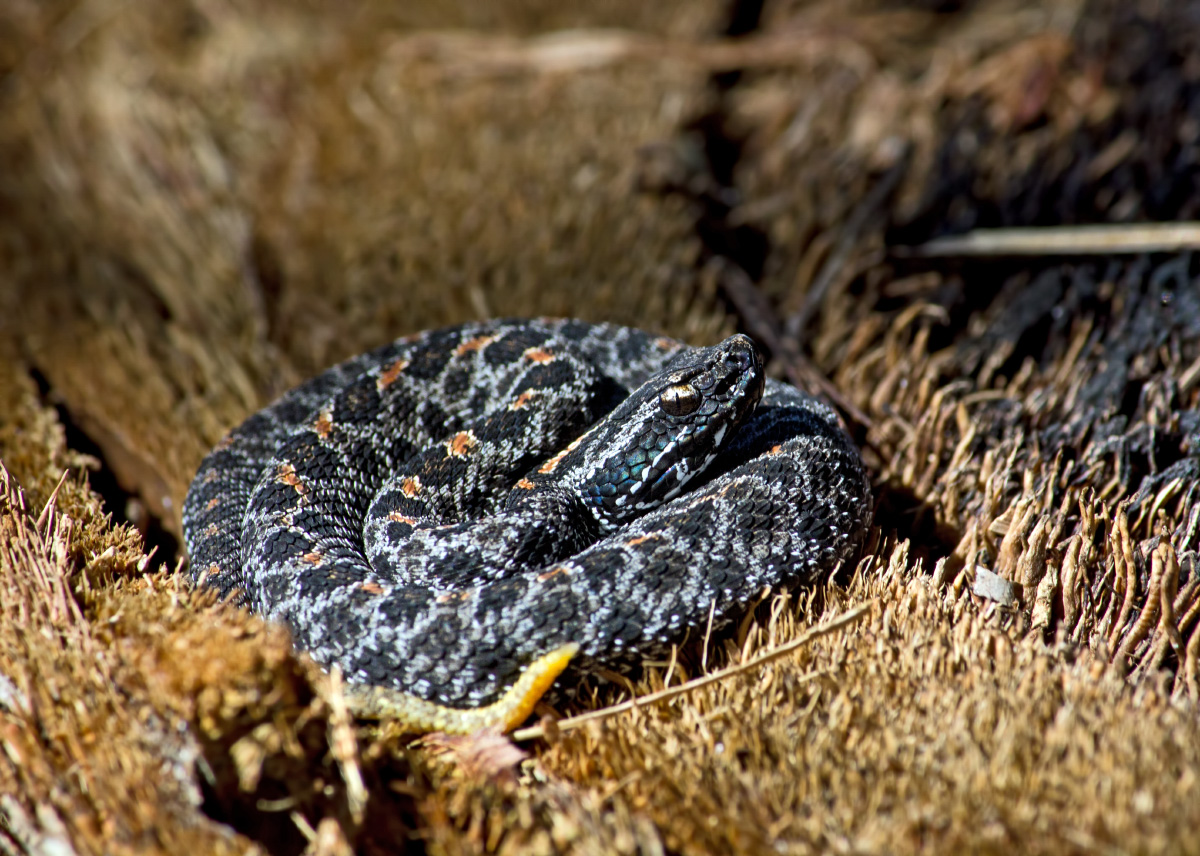 Dusky Pygmy Rattlesnake