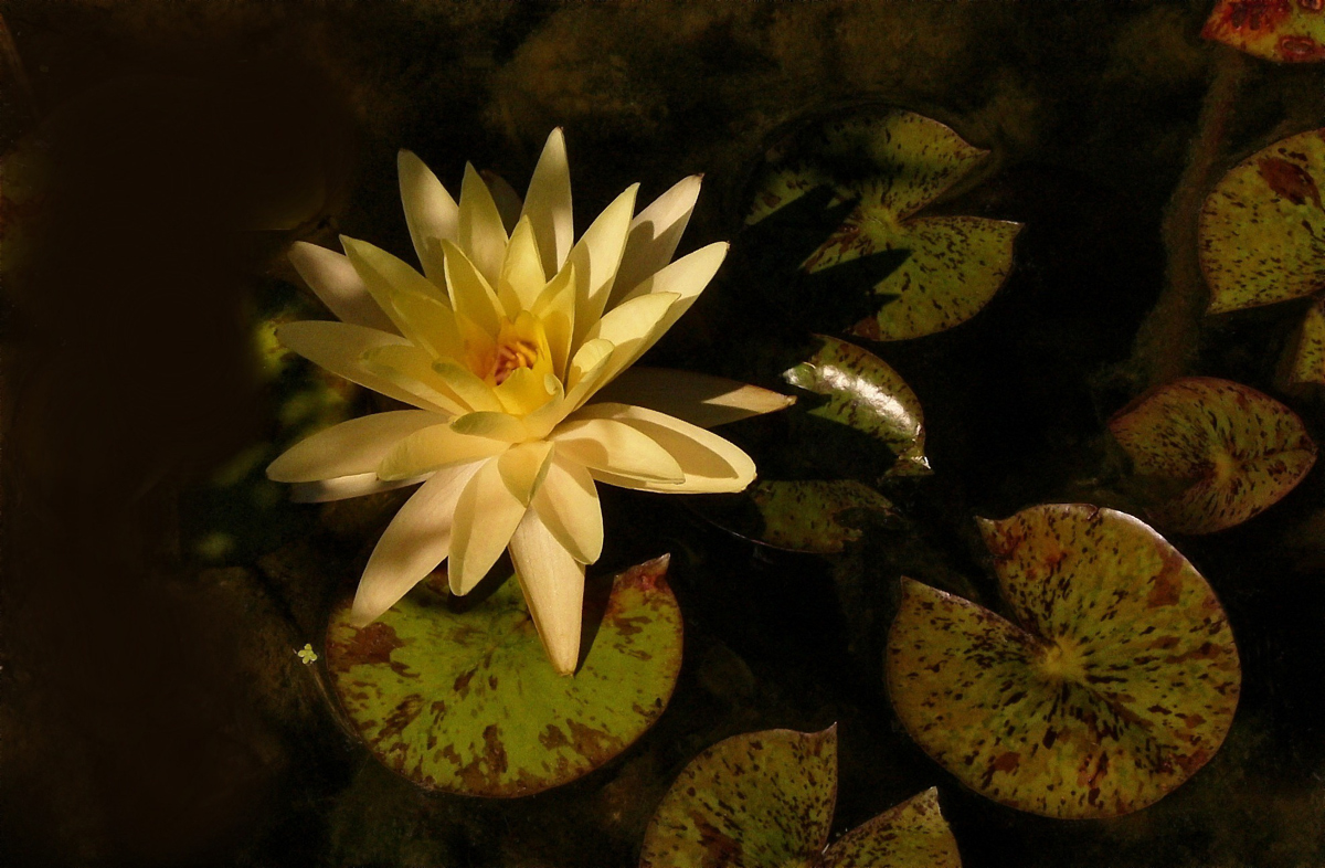 Yellow Lotus