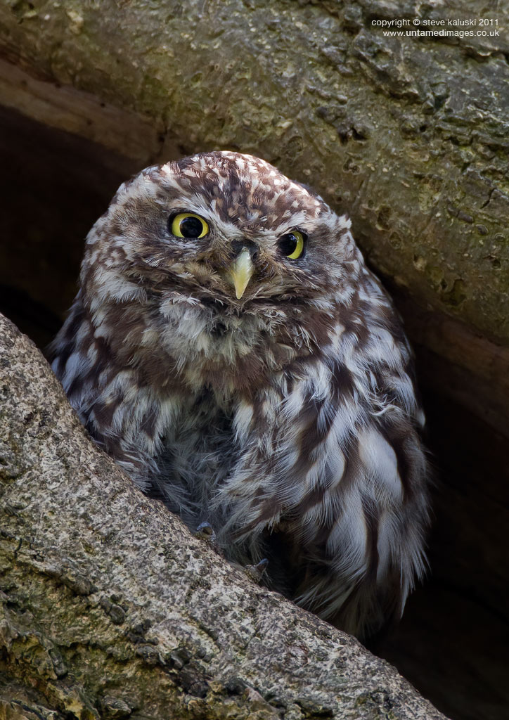Little owl