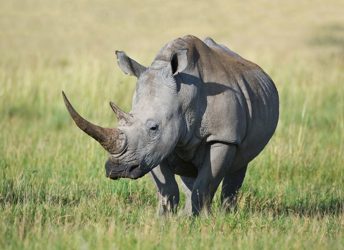 White Rhino