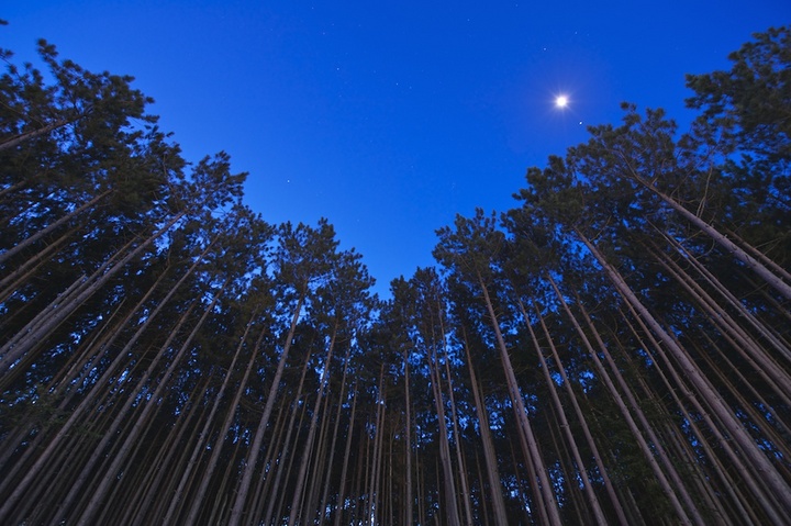 Blue Bamboo