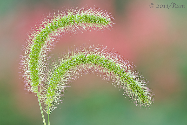 Humble Grass