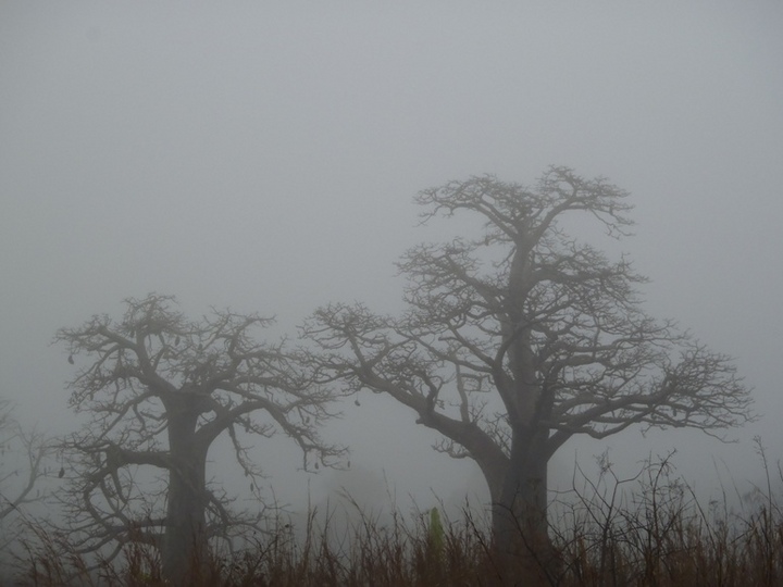 Gorillas in the Mist - A