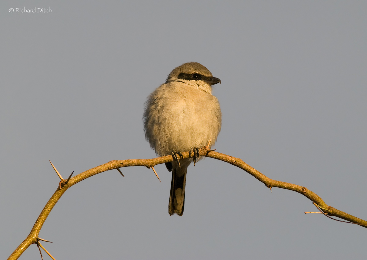 Loggerhead Shrike