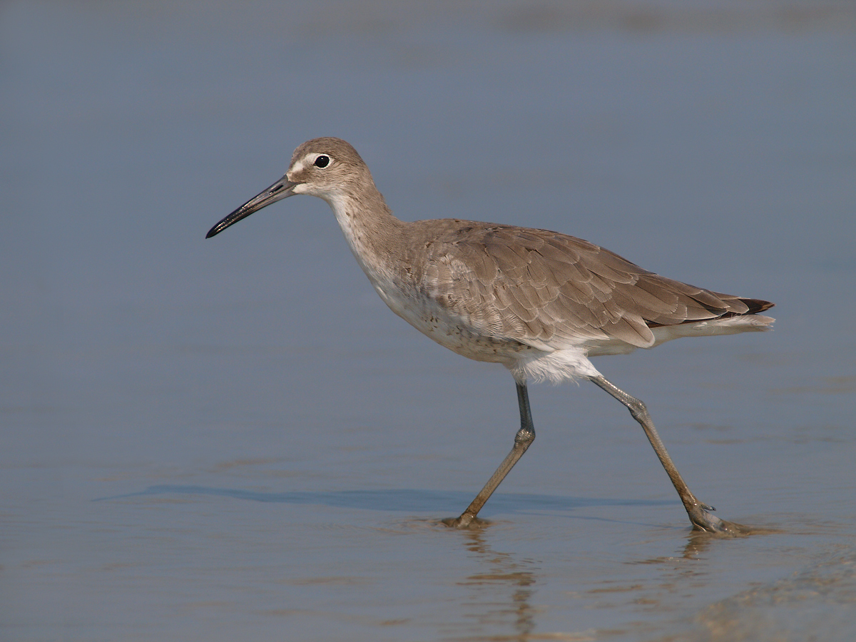 Willet in the Shallows