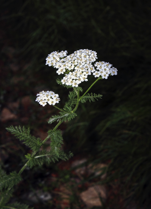 Yarrow