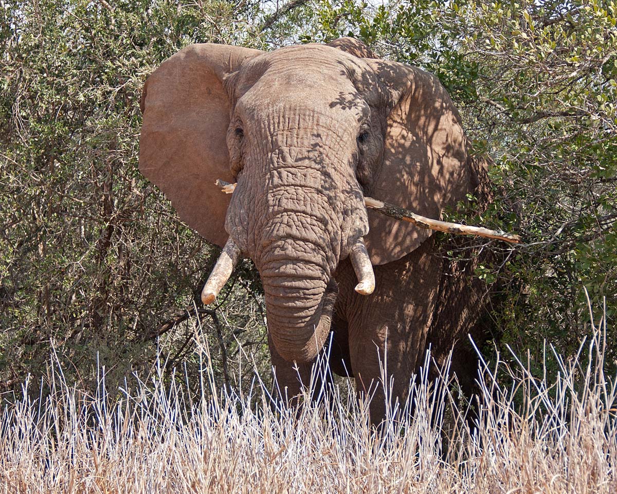 Elephant Sized Tooth Pic