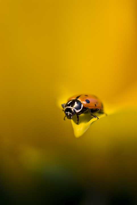 Lady in the Sun