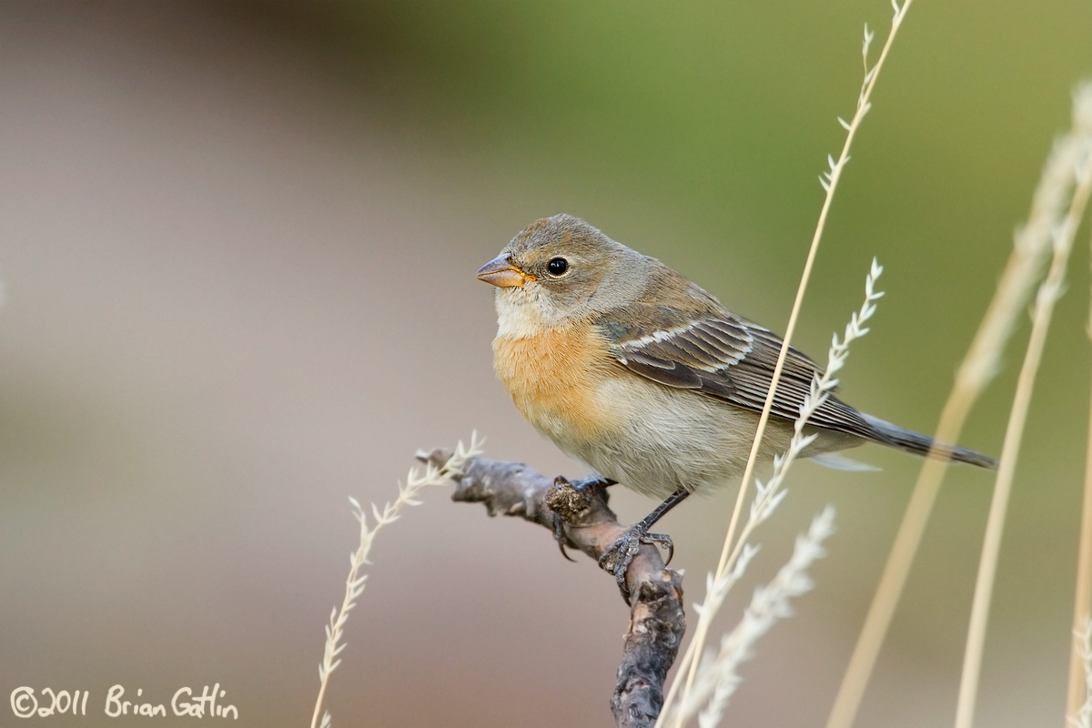 Lazuli Bunting