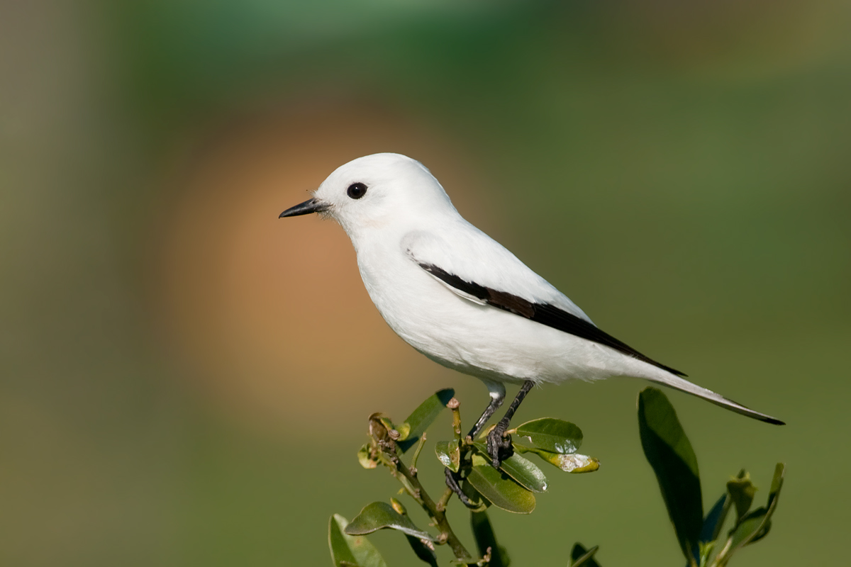 White Monjita