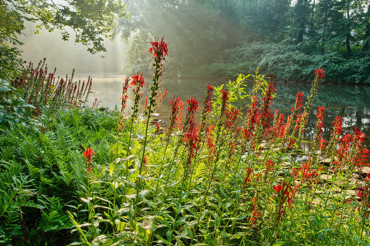 misty morning stream