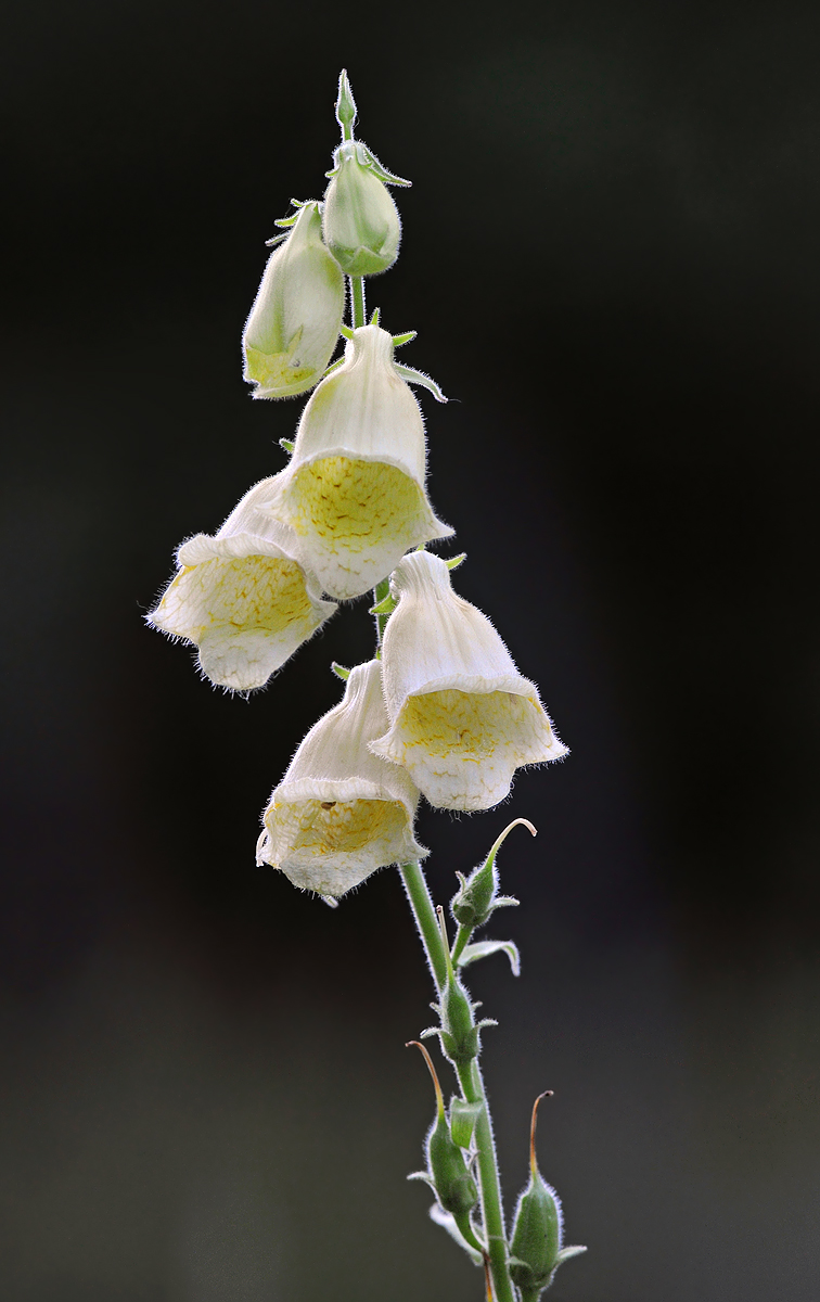 Digitalis Grandiflora
