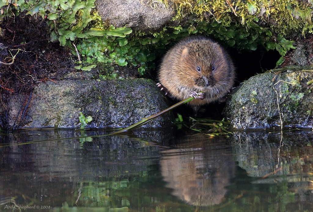 Water Vole