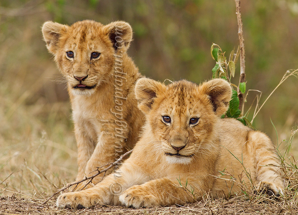 Cute Cubs