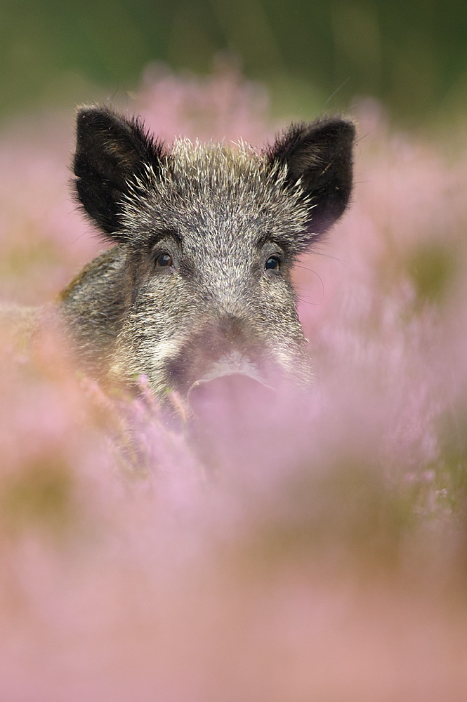 Wild boar in heather
