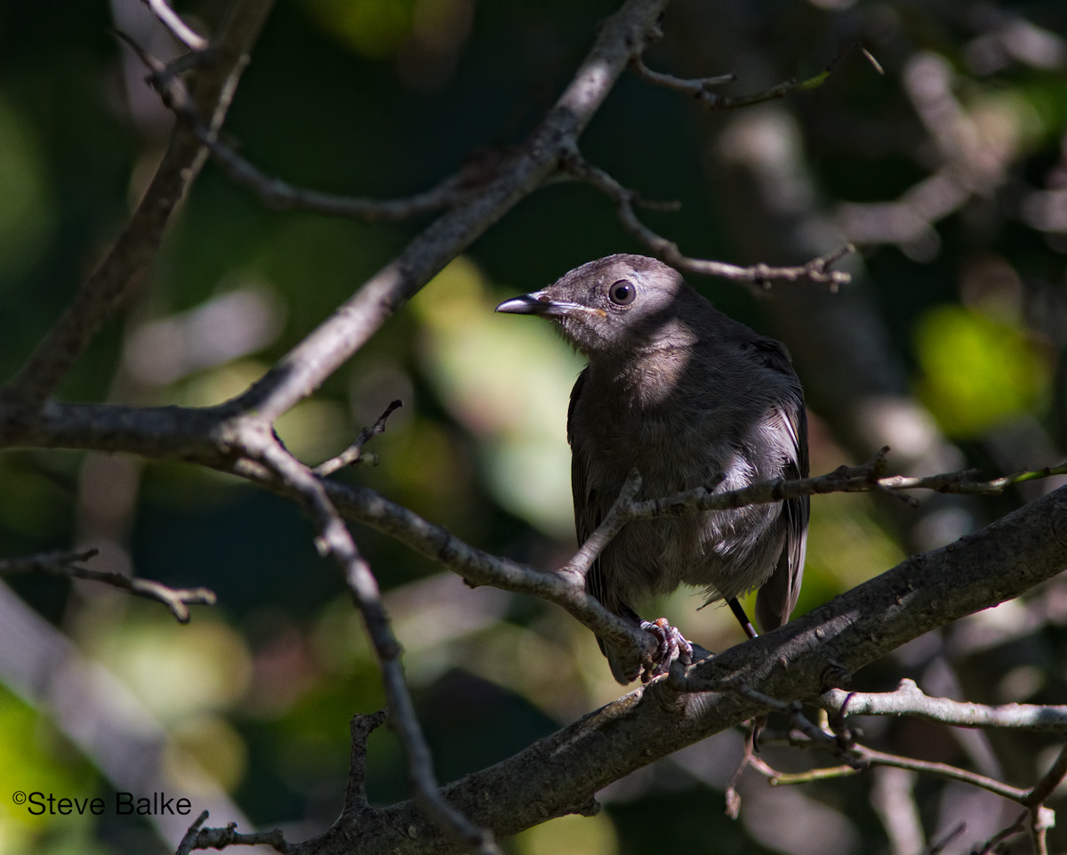 Catbird