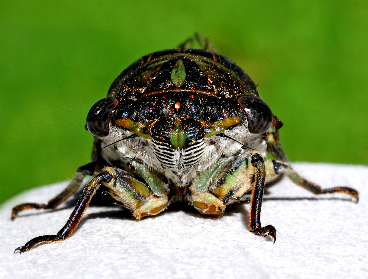 Cicada