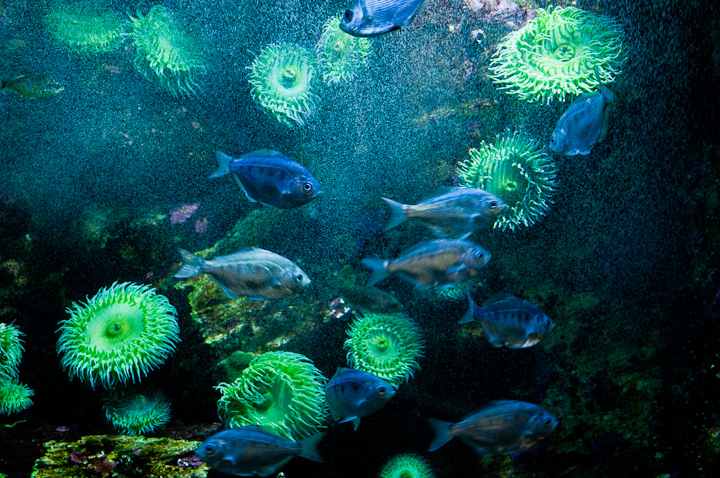 wc#497 Aquatic Window