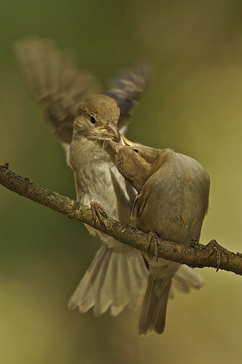birds love