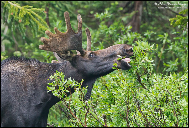 Munchin' Moose