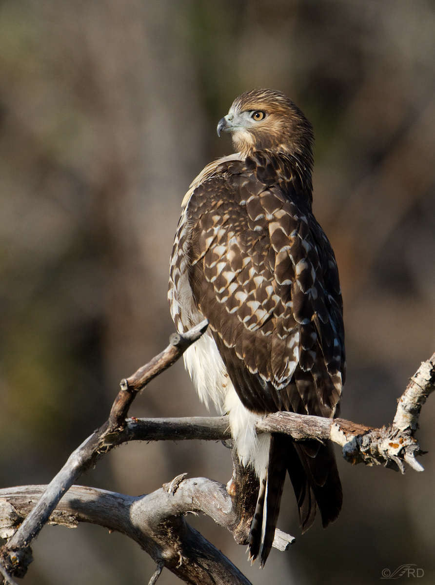 Red-tailed Hawk