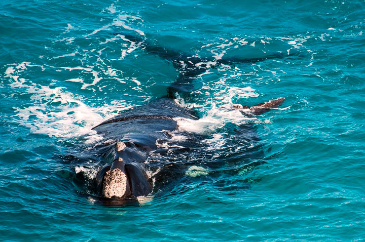 Whale and Calf