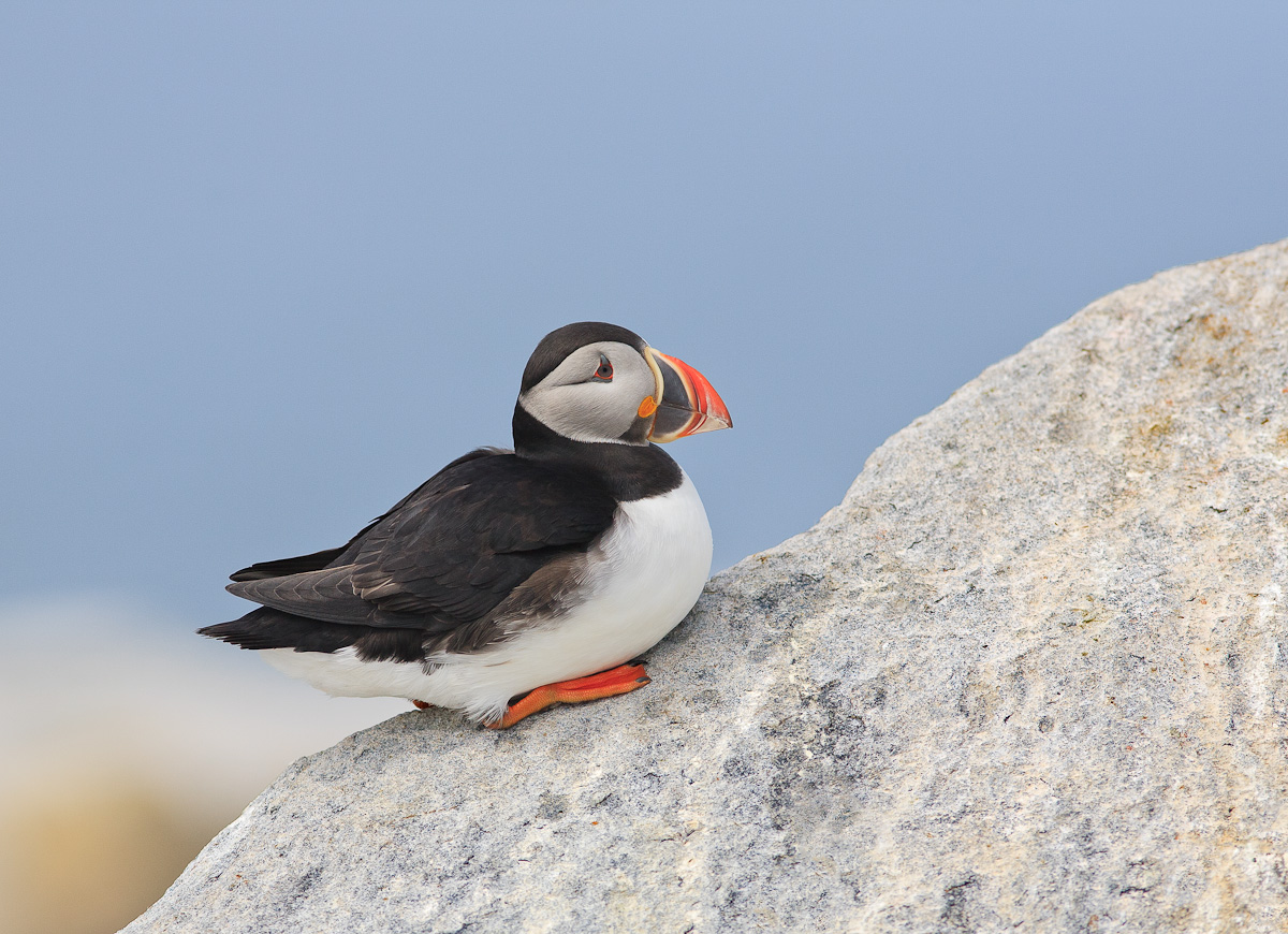 Resting Puffin
