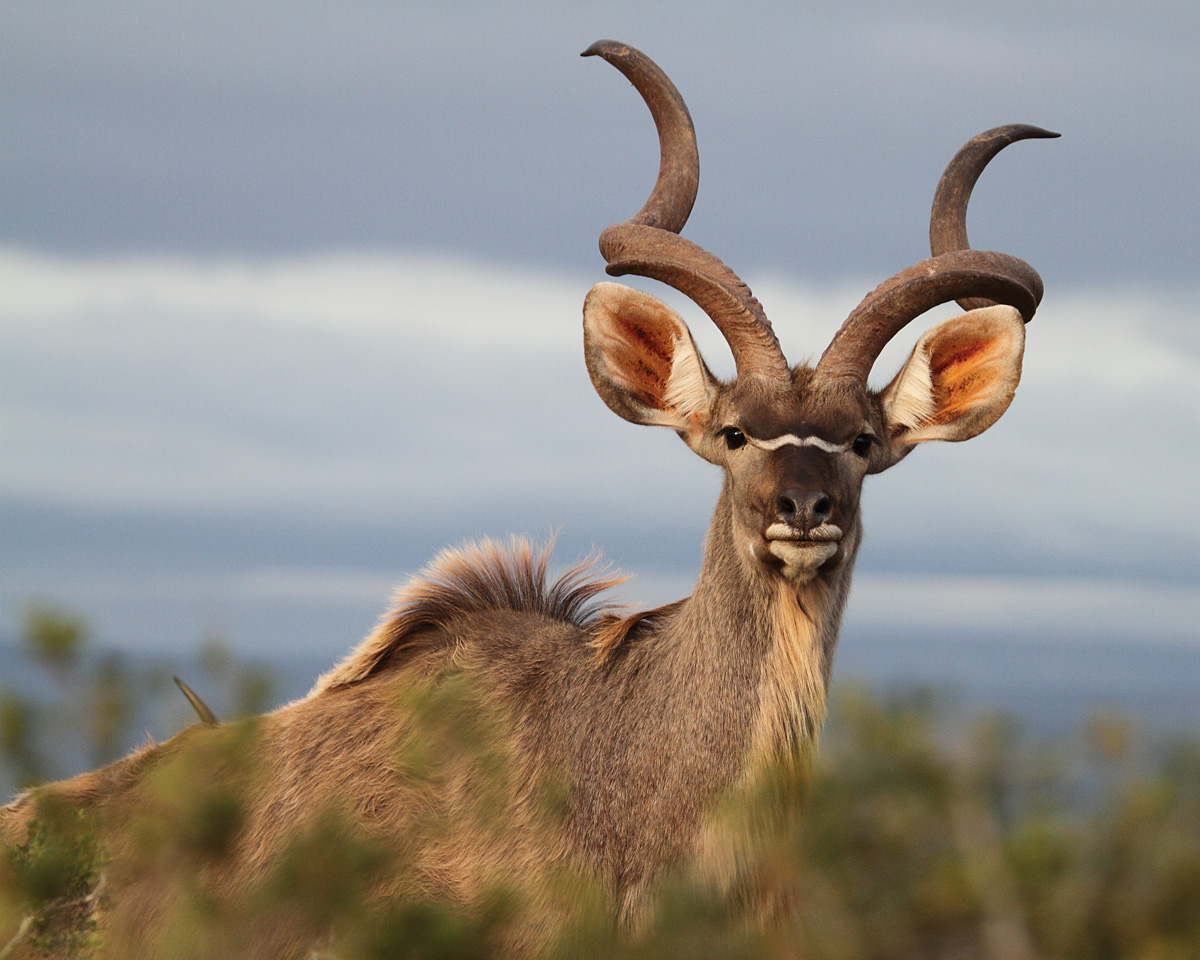 Addo Kudu