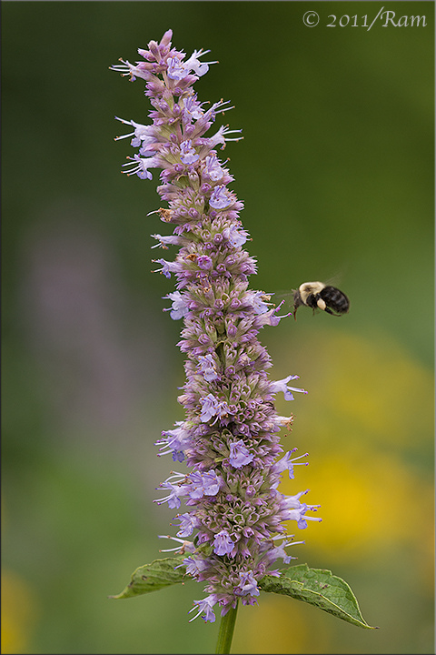 Russian Sage 