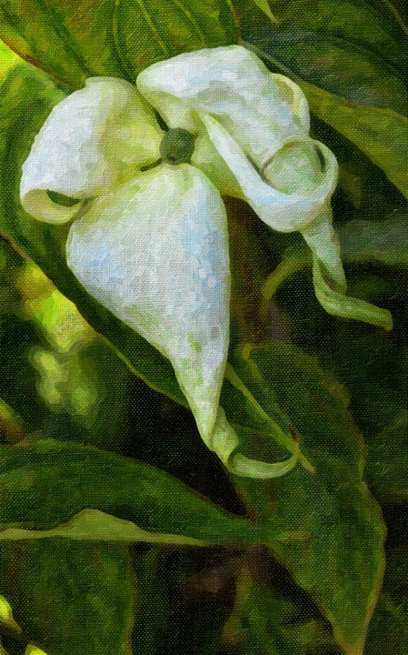 Chinese Dogwood