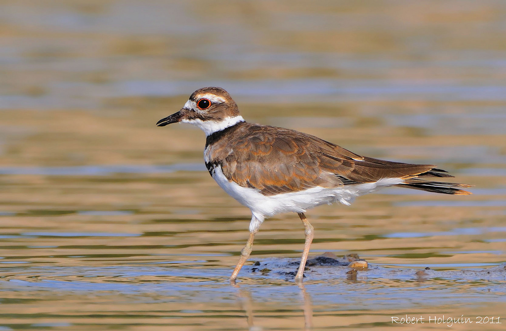Killdeer