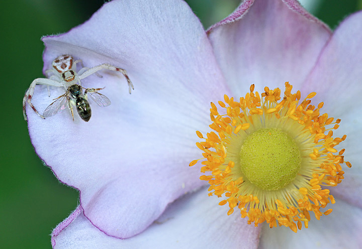 Crab spider and prey