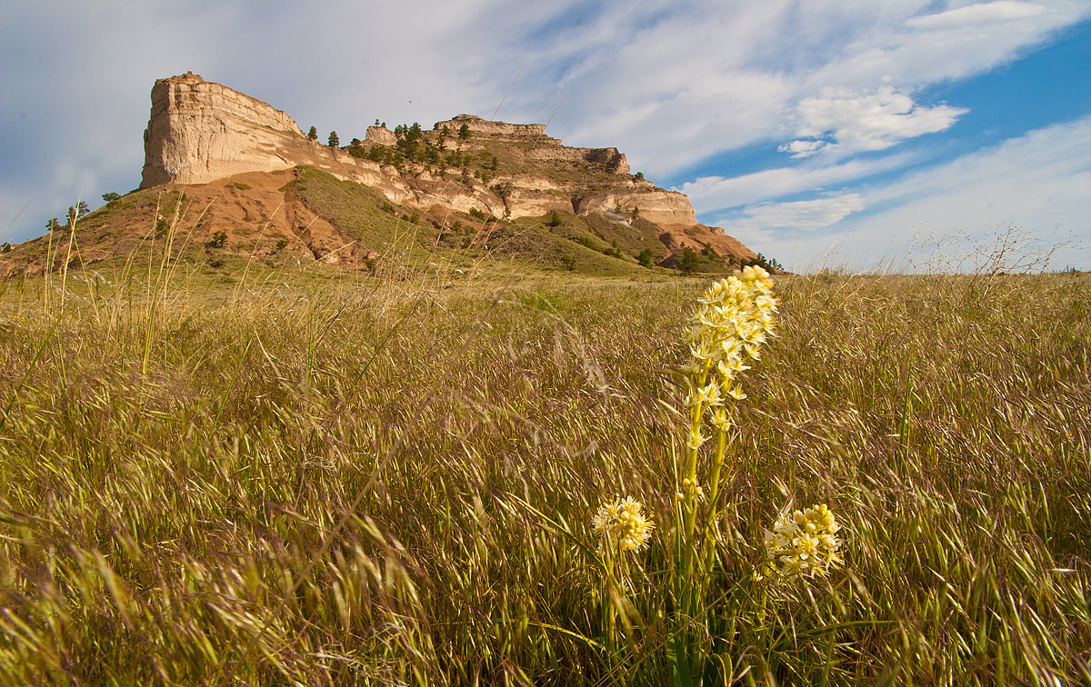 Butte and Flower