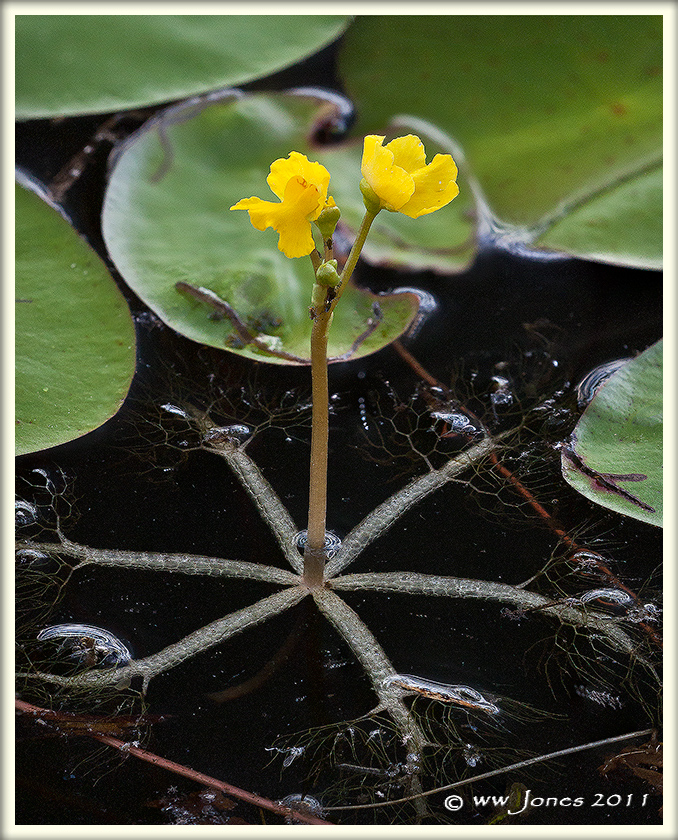 Waterworld Flower