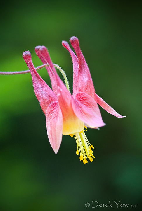 Columbine