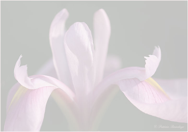 Delicate Iris