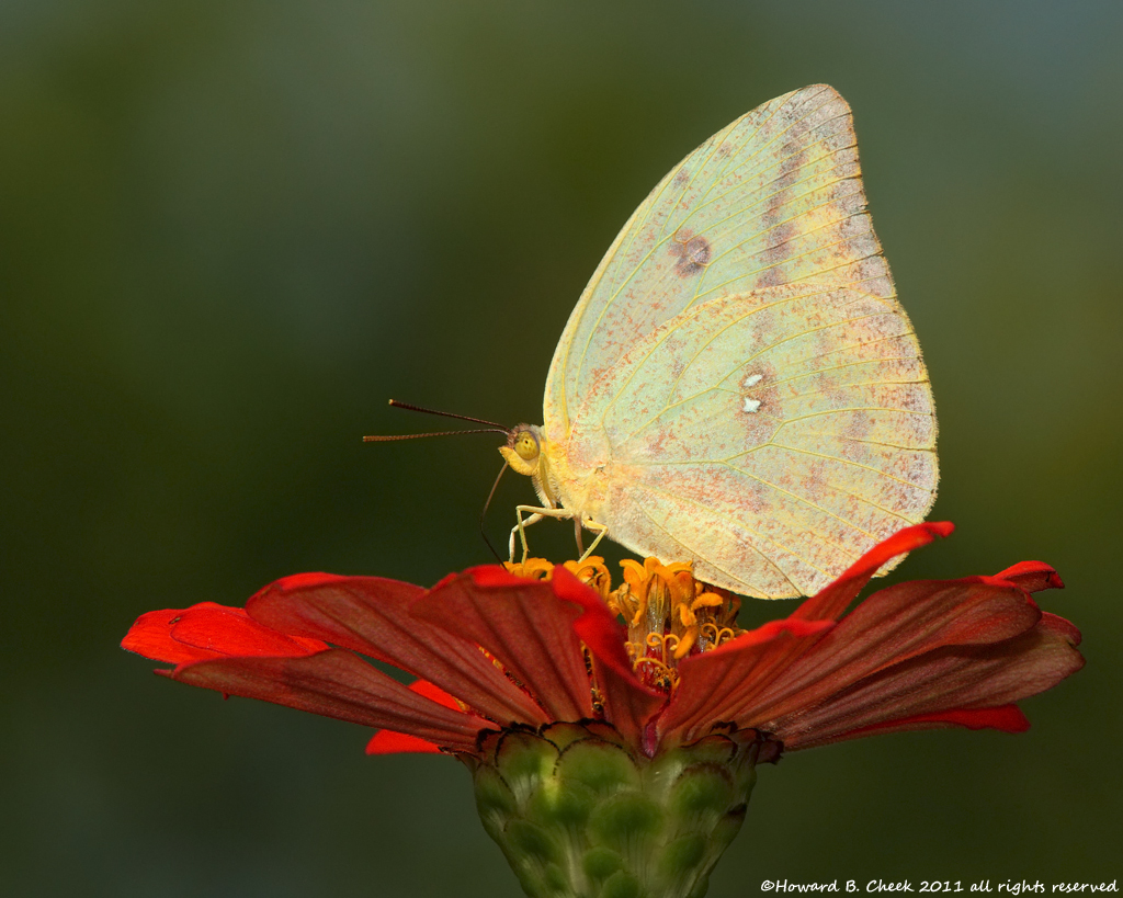 Cloudless Sulphur