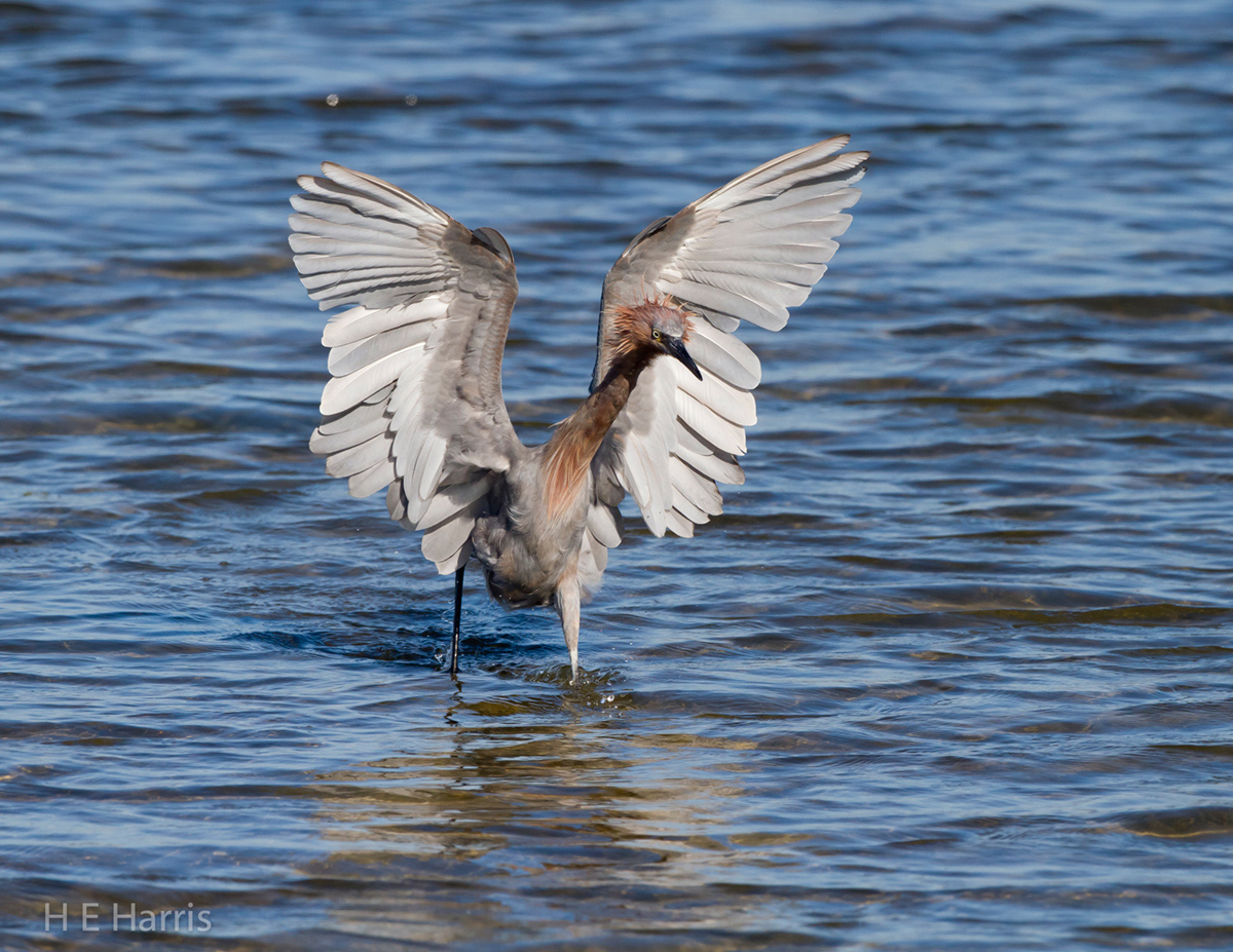 Reddish Egret