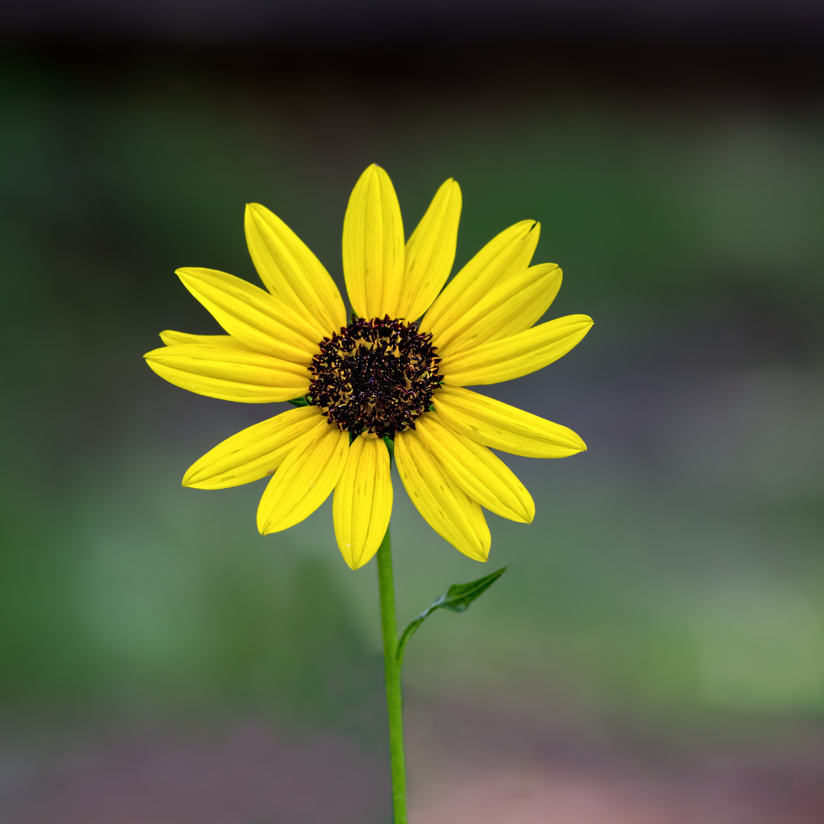 Sunshine