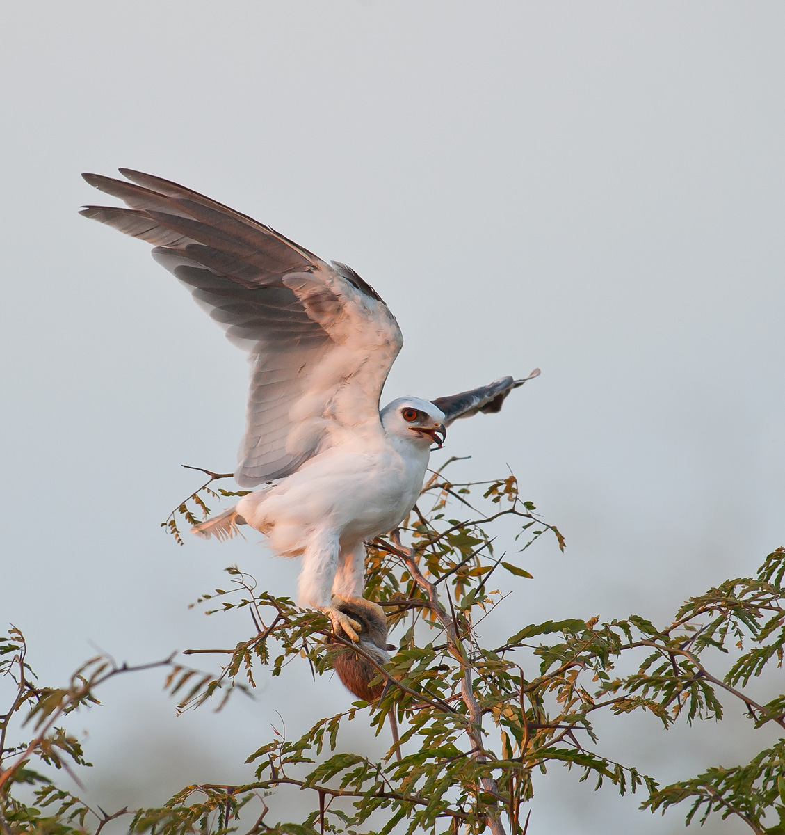 A Game of Kite and Mouse