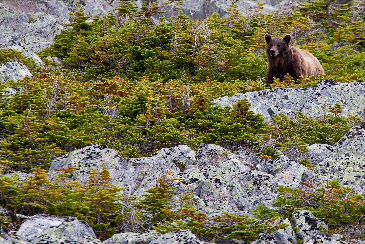 Tonquin Valley Grizzly