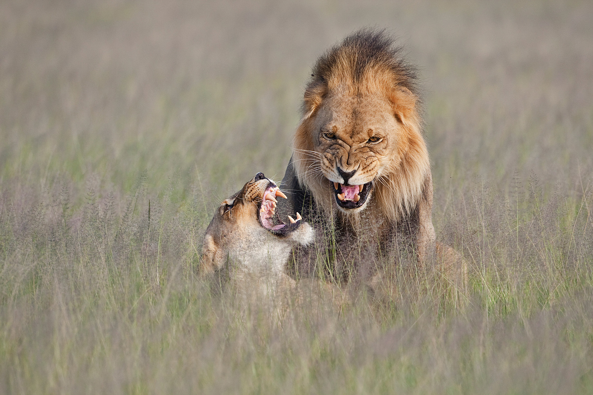 Mating Lions