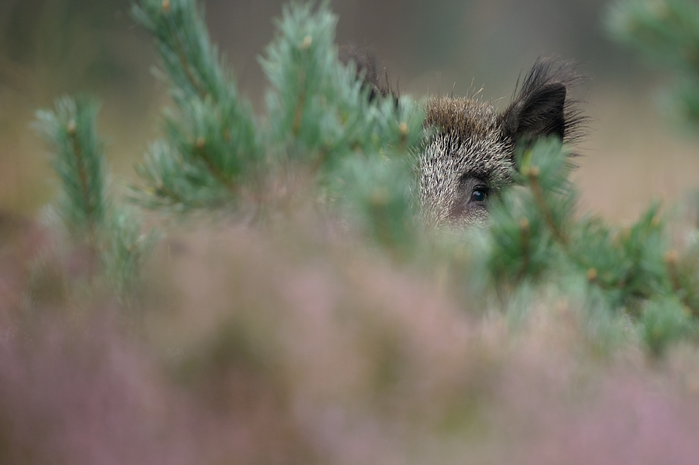Being watched