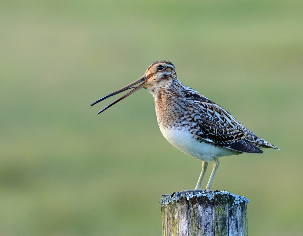 Snipe.