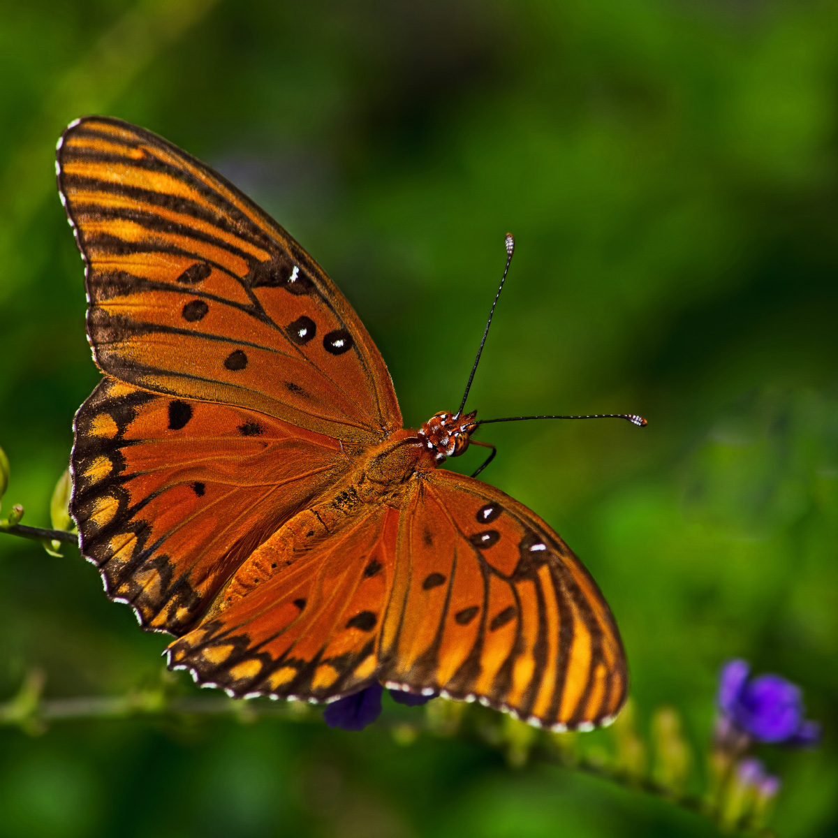 Gulf Fritillary