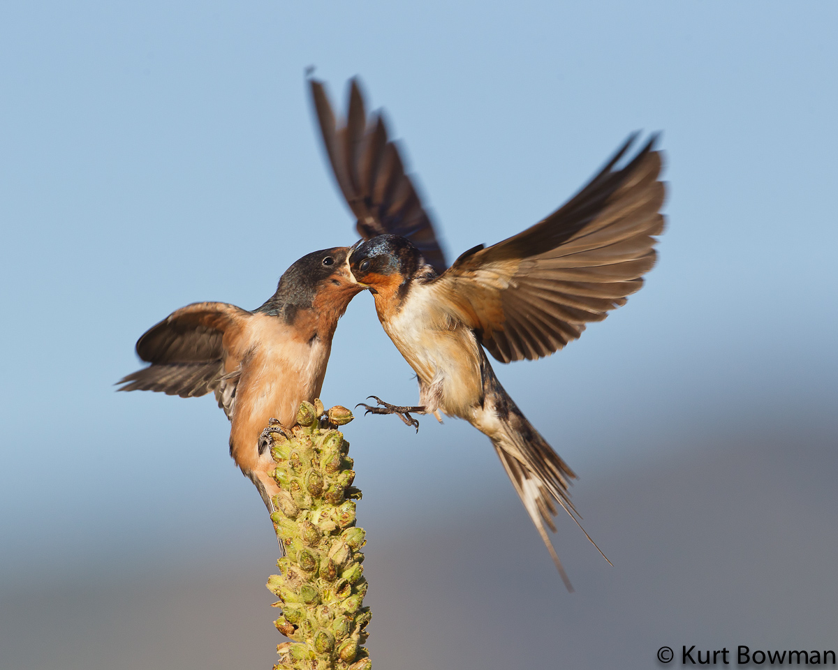 Swallow swallowing