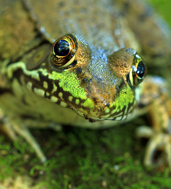 Frog close-up