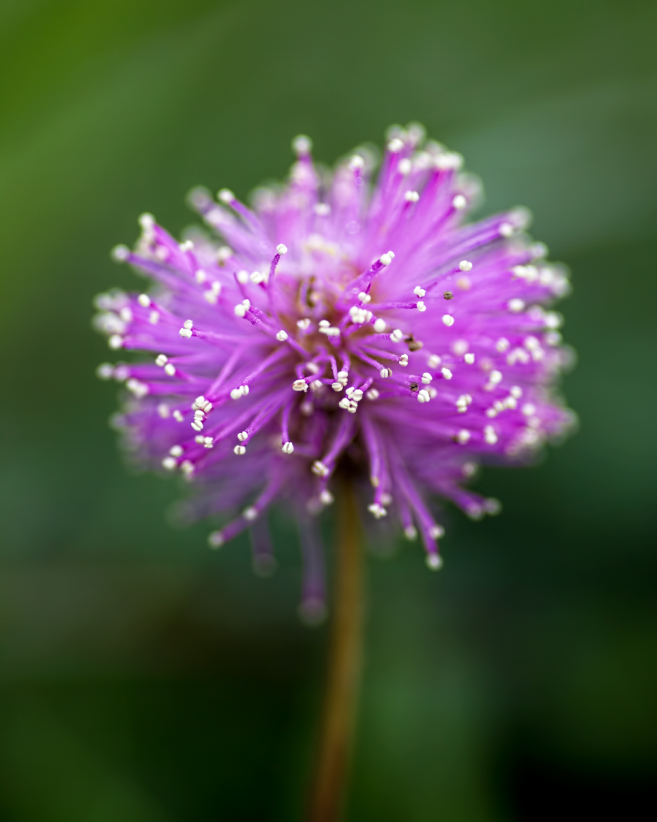 Mimosa strigillosa @2.8