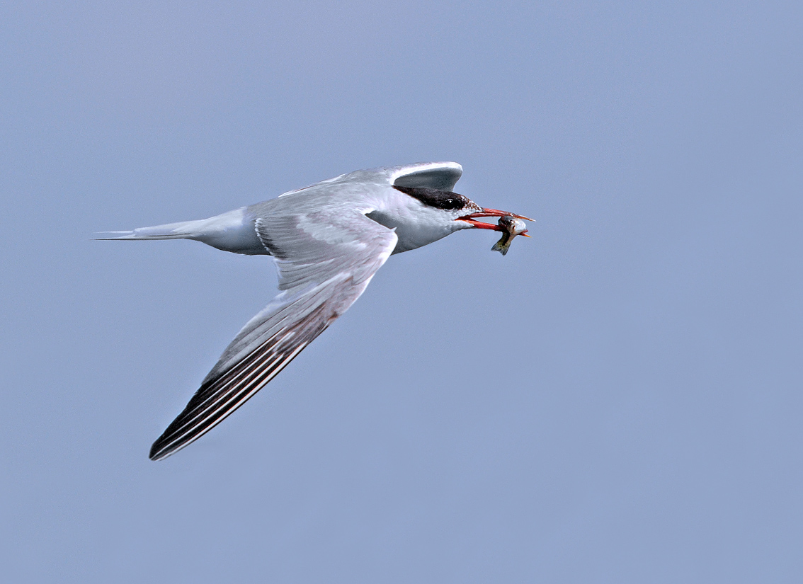 Common Tern  w/ *REPOST*