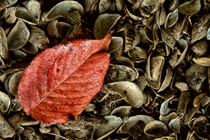 Leaf on shells